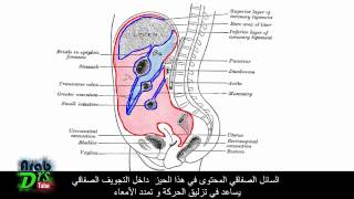 الجوف الصفاقي البريتواني الجزء الأول  مقدمة و تعريف تشريح الجهاز الهضمي [upl. by Putnem]