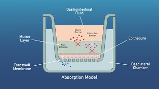 Aelius Biotech Digestion and Absorption Models [upl. by Malinde]