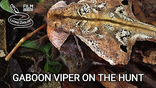 Deadly venomous Gaboon viper Bitis gabonica kills mice in the African rainforest snake hunt [upl. by Eicak]