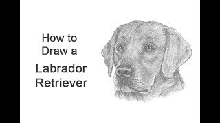 How to Draw a Labrador Retriever Dog Head Detail [upl. by Dust]