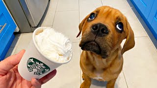 Blind Puppy Tries First Puppuccino 🐶☕️LIVE [upl. by Hugh]