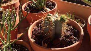 Quick Update on PILOSOCEREUS MAGNIFICUS Cactus and Sticks on Fire Succulents [upl. by Hitoshi]