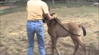 Teaching a Foal To Lead [upl. by Mailli]