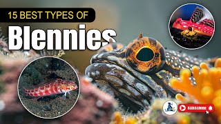 15 Amazing Blennies Fish You Didnt Know Existed 🐠 Discover Stunning Types aquarium aquatic [upl. by Gibbs]