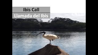 Ibis Bird 🐦 Call Birds Sounds Animals Noise  Llamada Ave Ibis Sonidos de los Animales [upl. by Euh]