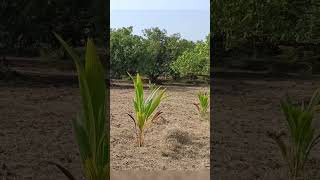 The benefits of plowing the injector in the mango garden  Dunna during dukku in the mango grove [upl. by Eicyaj]