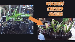 Rescuing stressed orchids [upl. by Araiet]