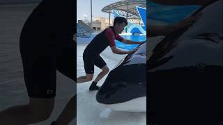 Giant dolphin fish was found inside the swimming pool  shortvideos [upl. by Maclay751]