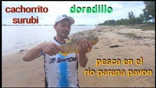 pesca en el rio parana pavon [upl. by Riddle]