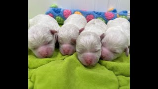 Bichon Frise Puppies  4 Males [upl. by Tebor964]