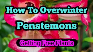 How to overwinter penstemons [upl. by Gnoud558]