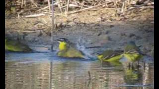 Birds at Birdlife Maltas Reserves [upl. by Bass621]