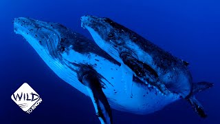 Why this Humpback Mother has No Interest in Mating I Wild to Know [upl. by Adnawal]