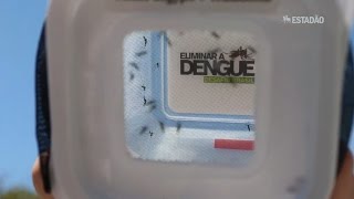 Fiocruz produz mosquito que não transmite dengue [upl. by Lorusso]