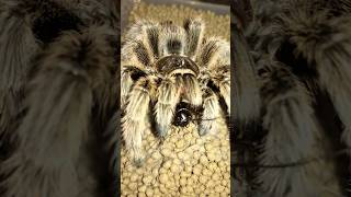 Rose hair tarantula Grammostola rosea eats cricket [upl. by Gnanmas]