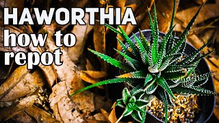 How to repot hawortia and change its soil mix [upl. by Ynnob]