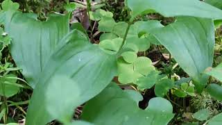 Maianthemum bifolium leseleht [upl. by Lydon411]