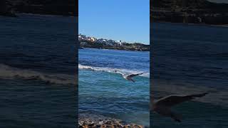 Bronte Beach Sydney [upl. by Harutek]