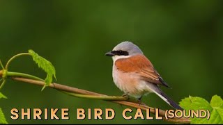 Shrike Bird Call Sound  Relaxing Nature Sounds [upl. by Ayekram]