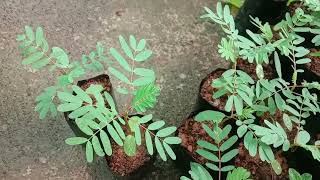 Sesbania grandiflora known as Vegetable hummingbird Katurai Agati Cheera Agathi Keerai saplings [upl. by Twitt28]