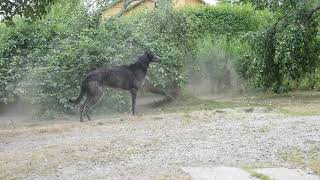 Scottish deerhounds play in the garden [upl. by Lednahs]