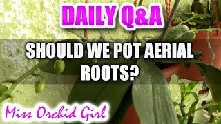 QampA  Should we bury aerial roots of Phalaenopsis Orchids [upl. by Simara926]