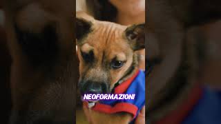 4 cose che forse non sai SULLO STARNUTO DEL TUO CANE BenesserePeloso [upl. by Acissaj]