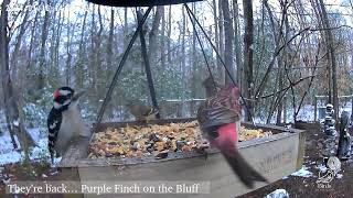 The Purple Finch of the Bluff Return [upl. by Faden]