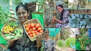 மாடித்தோட்டம் அறுவடைTerrace Garden update HarvestingTable Lemon🍋 How to maintain terrace Garden [upl. by Prisilla493]