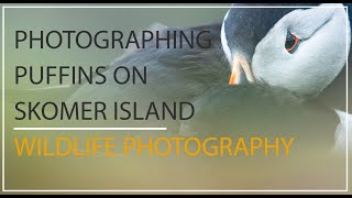 Wildlife Photography  Photographing Puffins up close in Skomer Wales [upl. by Anyg980]