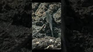 Iguana vs Snakes Epic Beach Chase for Survival 🏃‍♂️🐍 shorts [upl. by Yslehc577]