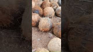 පොල් quotඔquotයන්න  Coconut Dehusking Machine coconut agrimachinery srilanka shorts [upl. by Yehus79]