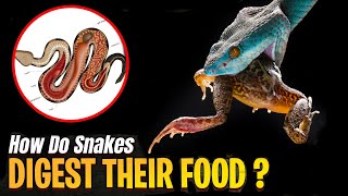 How Do Snakes Digest Their Food [upl. by Breen]