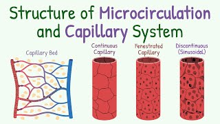 Structure of Microcirculation and Capillary System [upl. by Gene]