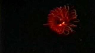 Operation Deep Scope 2005 EyeintheSea Bioluminescence [upl. by Luapnaej]