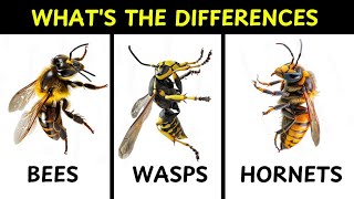 Whats The Difference Between Bees Wasps and Hornets [upl. by Sosthena]