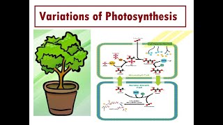 CAM Pathway in plants [upl. by Bevvy544]