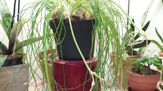 Albuca spAugrabies Hillsнеобычное растение [upl. by Alidis]