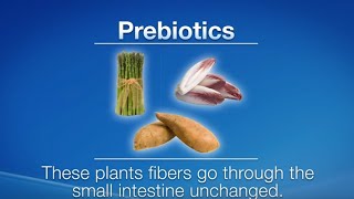 Prebiotics vs Probiotics What are the differences [upl. by Dnumyar43]