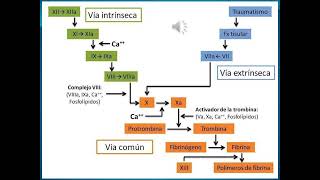 Trombofilia y embarazo  UDA HEEP UNR FCM [upl. by Hali]