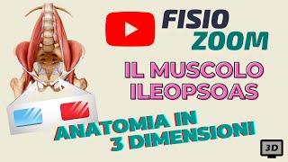 ANATOMIA 3D Il muscolo Ileopsoas [upl. by Haem]