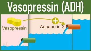 Vasopressin Release and Mechanism of action  Antidiuretic Hormone [upl. by Andrew]