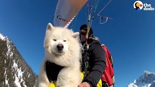 Dog Loves Paragliding With Dad  The Dodo [upl. by Nevin]