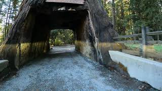 Chandelier Tree DriveThru Leggett California NGH12876 [upl. by Otnas]