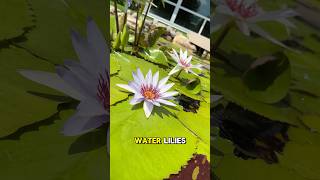 Aren’t tropical water lilies incredible [upl. by Kirrad]