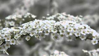 Spiraea cineraria Grefsheim [upl. by Lita629]