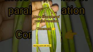 Sorghum jowar  morphologyoffloweringplant millet jowarroti jowarfarming [upl. by Akenaj]