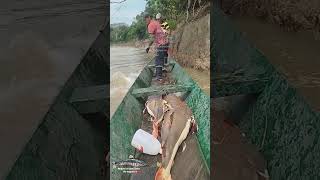 Este ejemplar gigante fue sacado en la región del Guaviare fishing pesca [upl. by Cheyney]