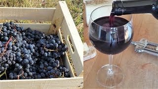 Homemade Italian Wine  How to make wine at home from grapes without yeast and sugar [upl. by Akiehsat917]