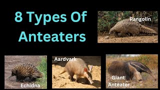 8 Types Of Anteaters [upl. by Hemetaf]